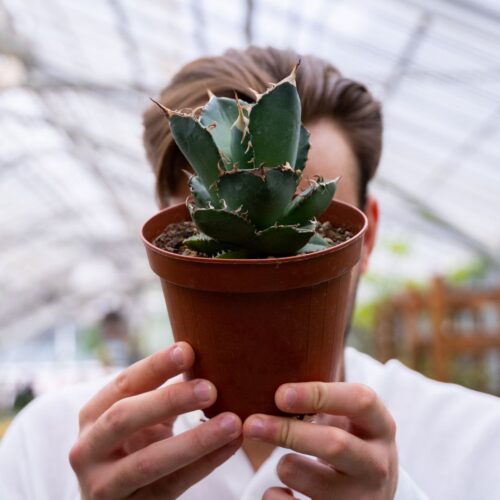 Agave titanota Ø 14 cm 907F