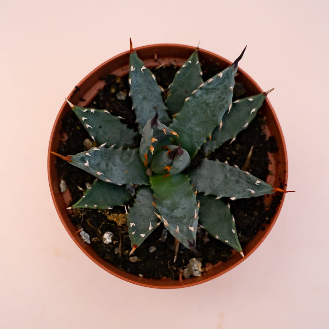 Agave utahensis var. nevadensis Ø 10,5 cm 697F