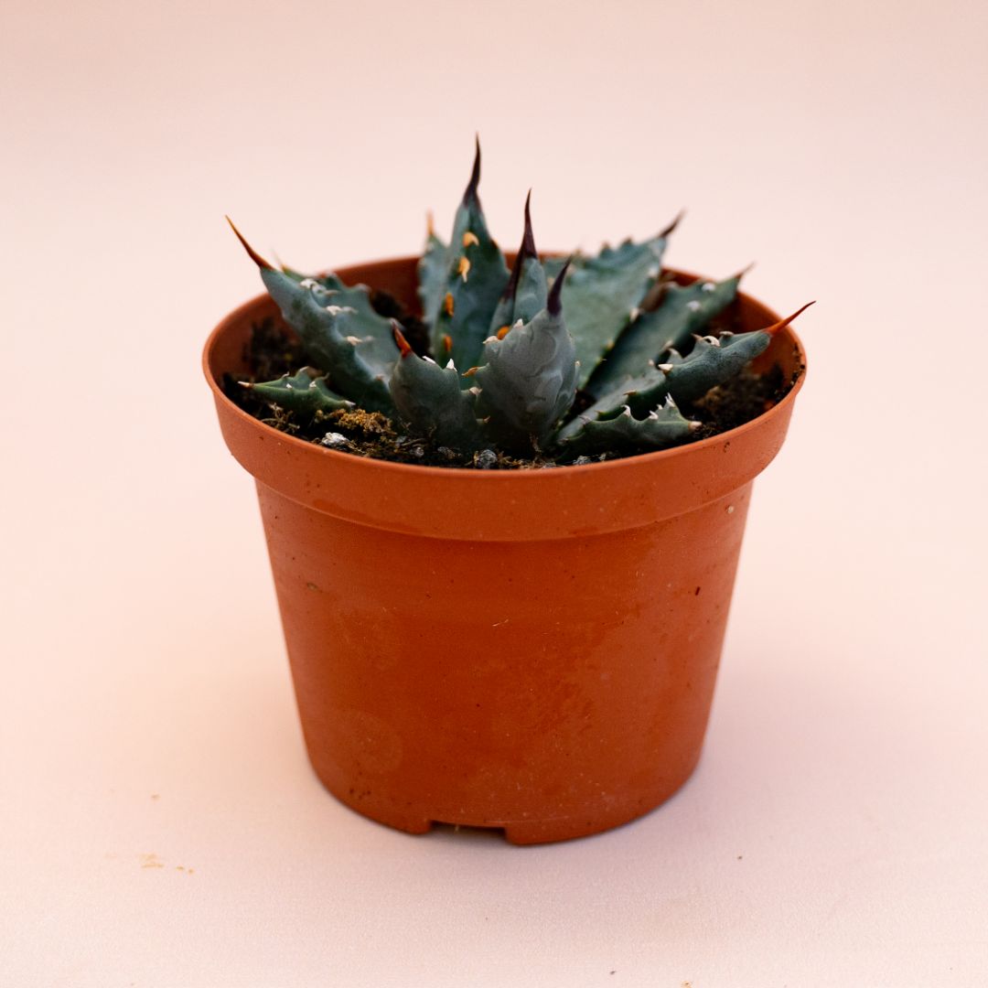 Agave utahensis var. nevadensis Ø 10,5 cm 697F