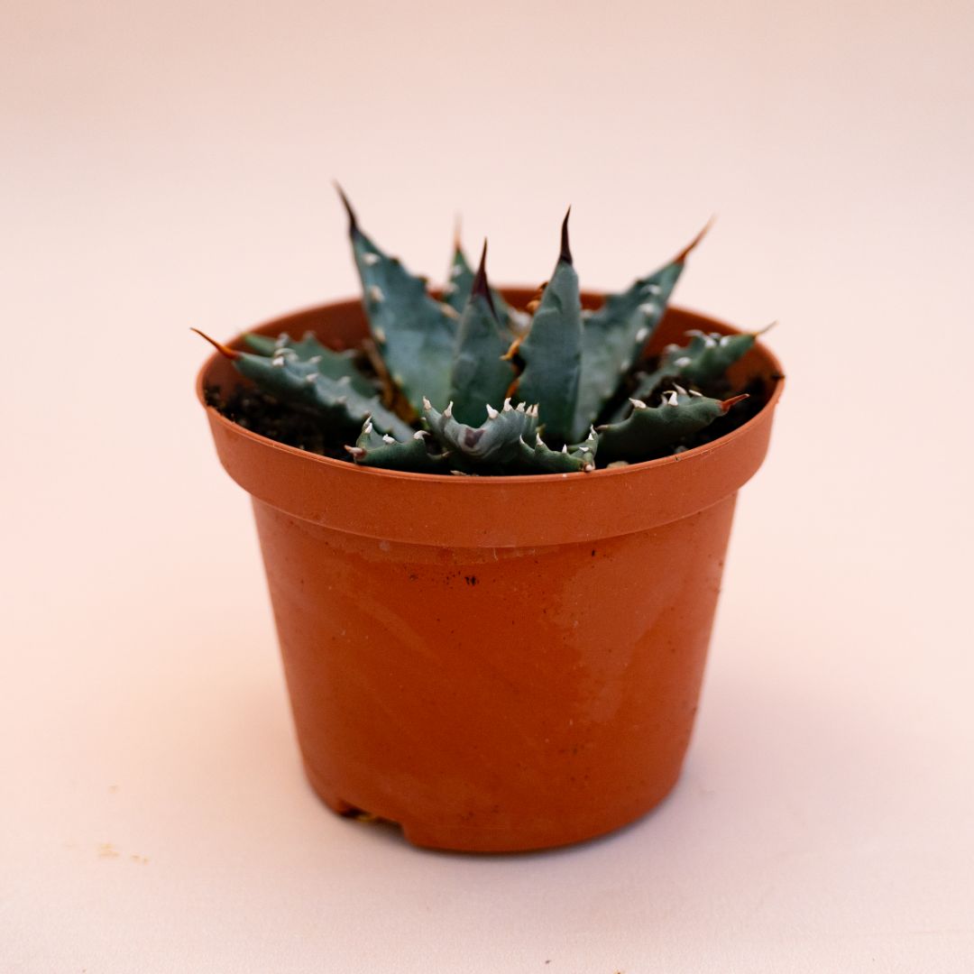 Agave utahensis var. nevadensis Ø 10,5 cm 697F