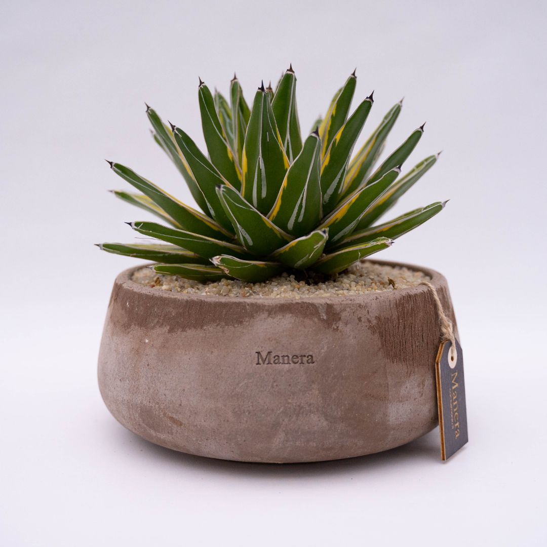 Agave victoriae-reginae variegata linea Manera Choco 1304