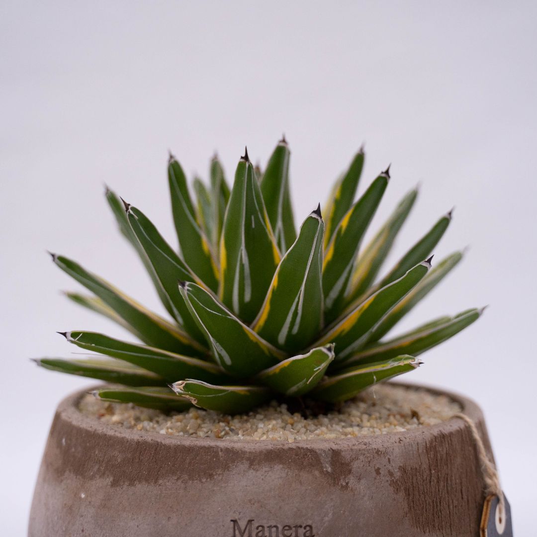 Agave victoriae-reginae variegata linea Manera Choco 1304