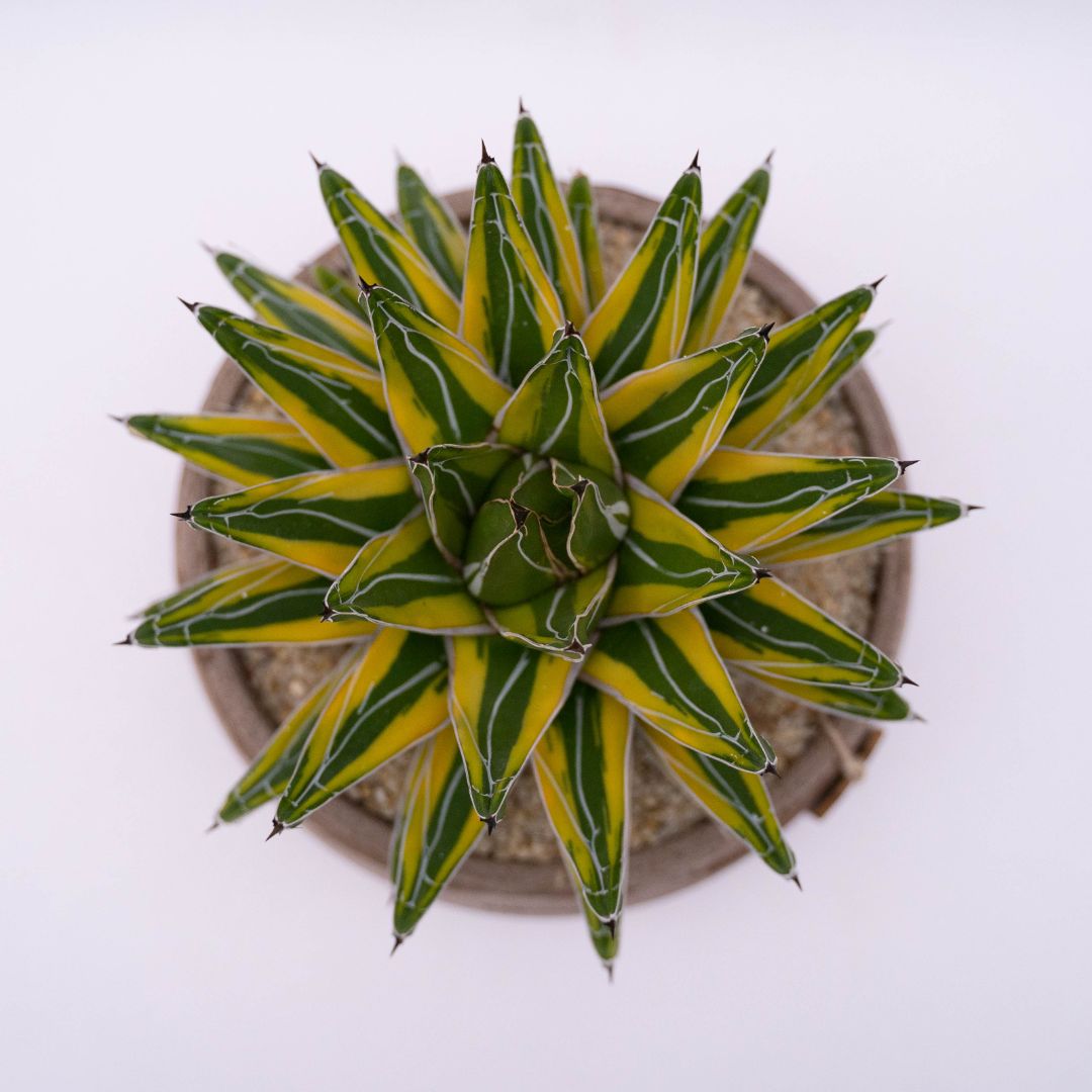 Agave victoriae-reginae variegata linea Manera Choco 1304