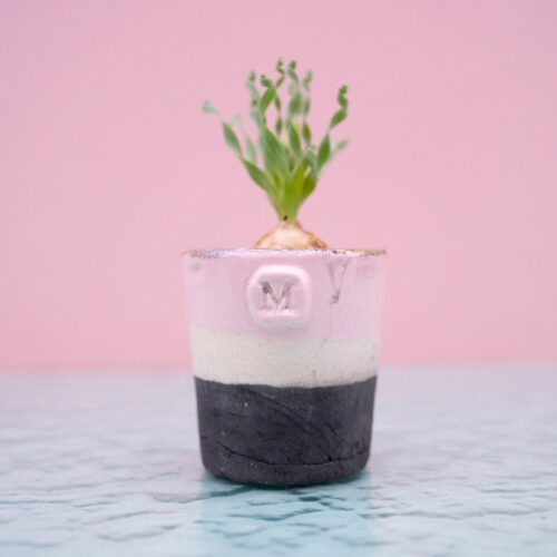 Albuca concordiana 260 Raku