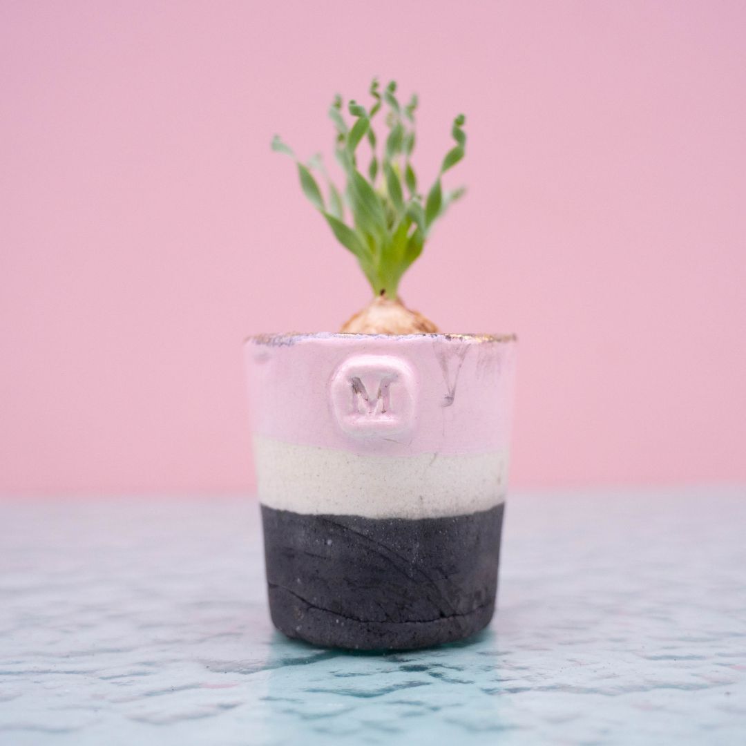 Albuca concordiana 260 Raku