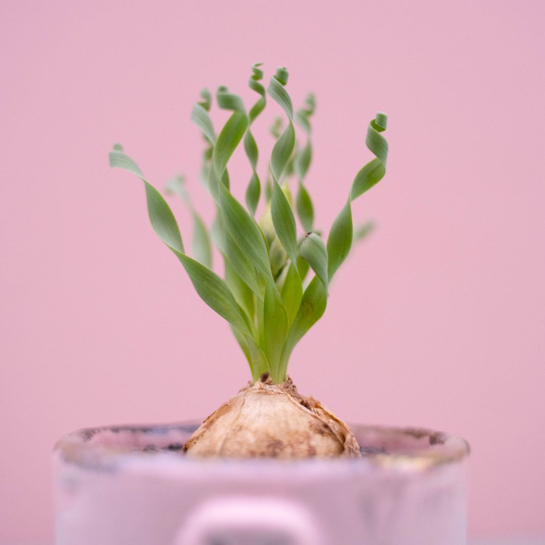 Albuca concordiana 260 Raku
