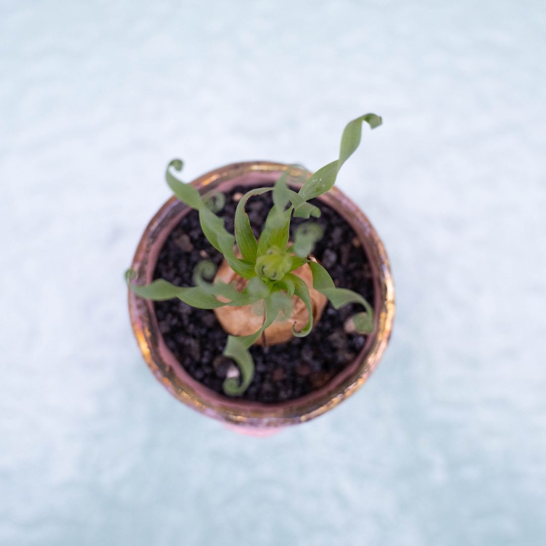Albuca concordiana 260 Raku