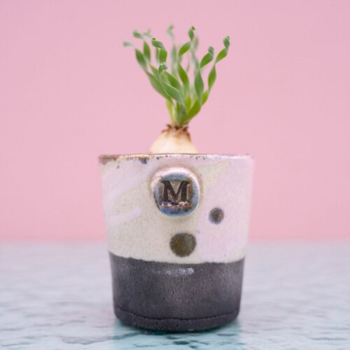 Albuca concordiana 261 Raku