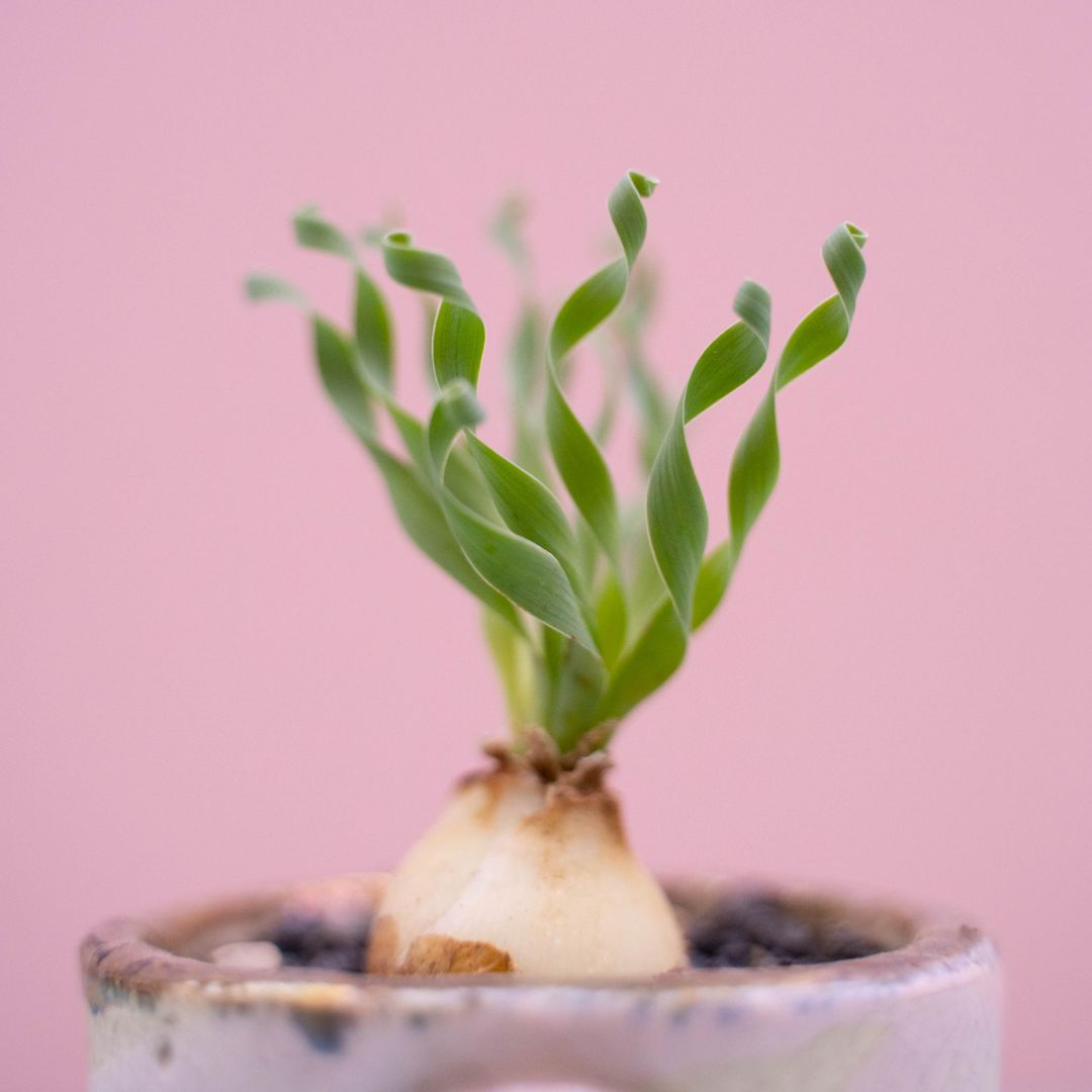 Albuca concordiana 261 Raku