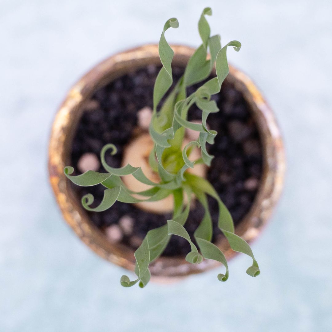 Albuca concordiana 261 Raku