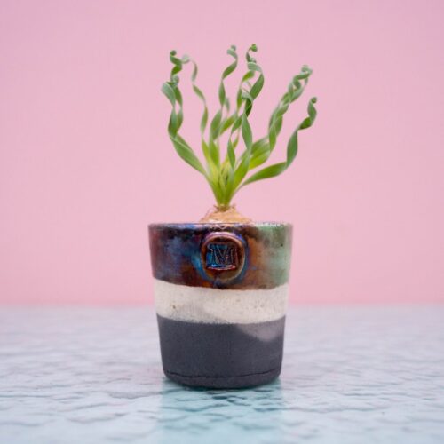 Albuca concordiana 262 Raku
