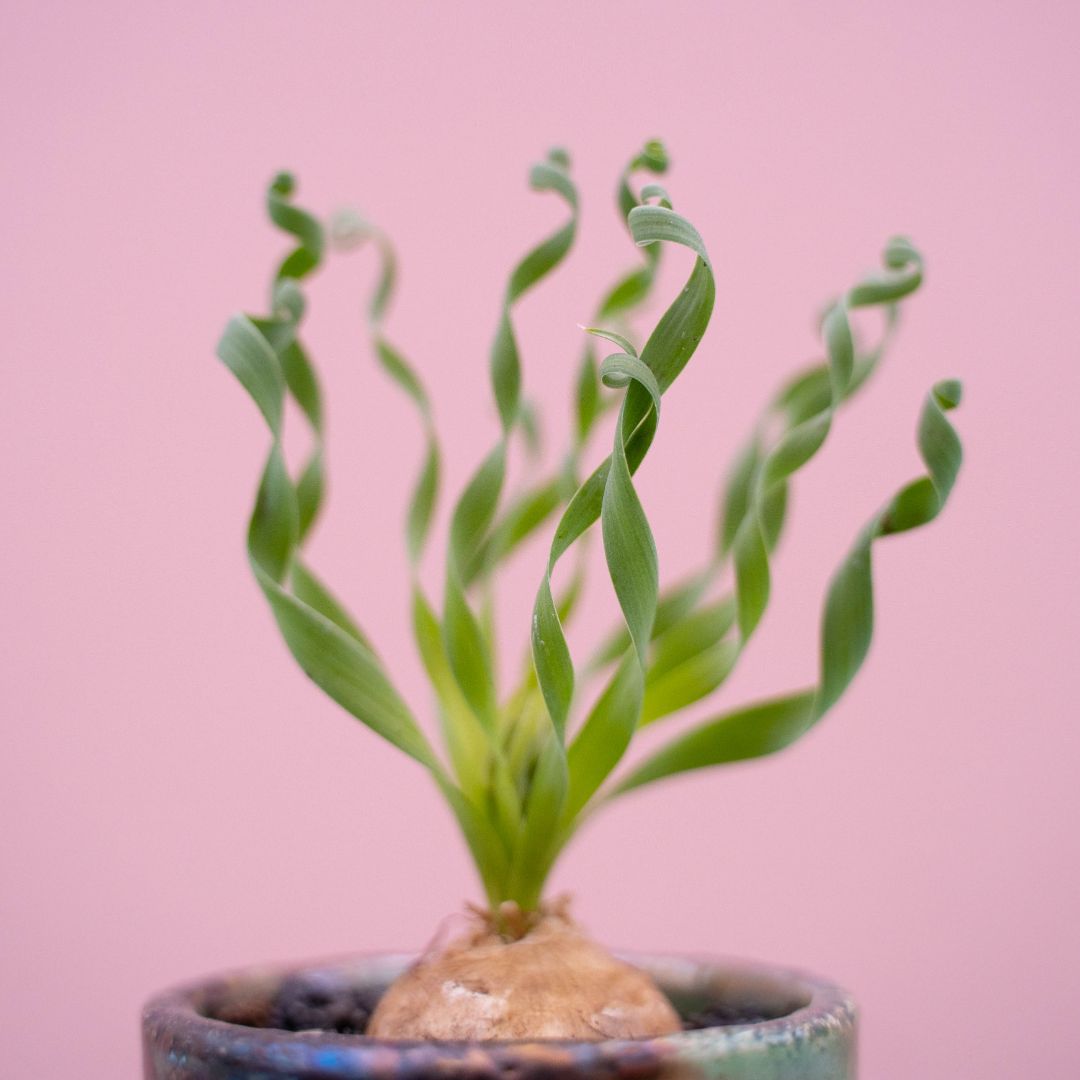 Albuca concordiana 262 Raku