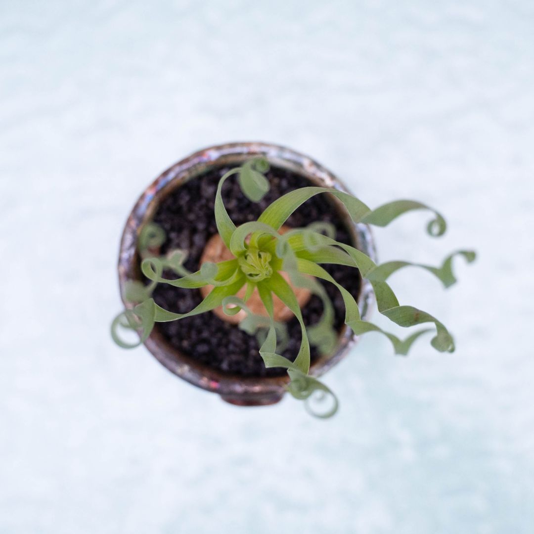 Albuca concordiana 262 Raku