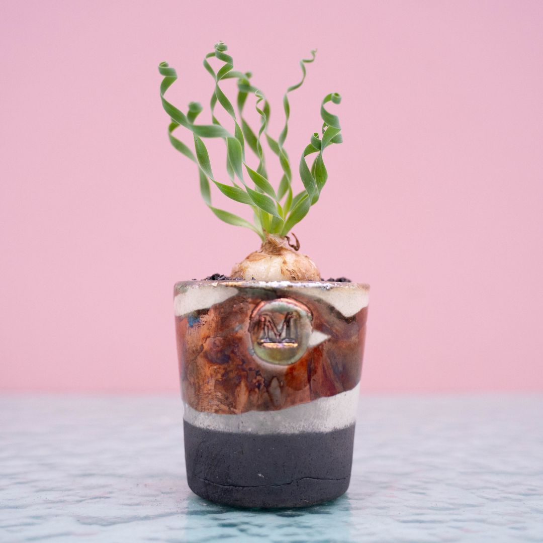 Albuca concordiana 263 Raku