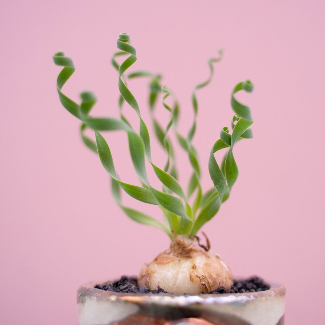 Albuca concordiana 263 Raku