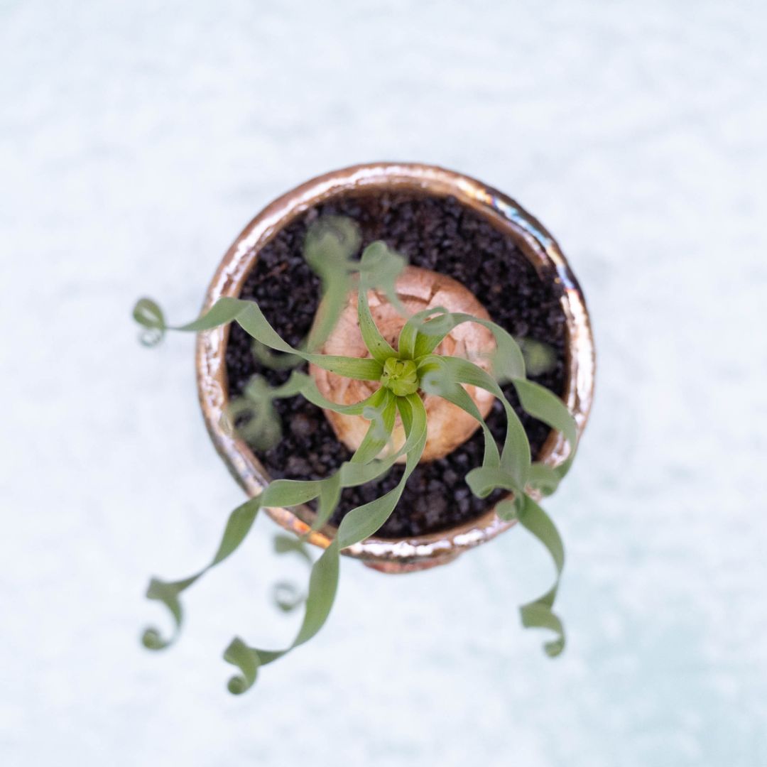 Albuca concordiana 263 Raku