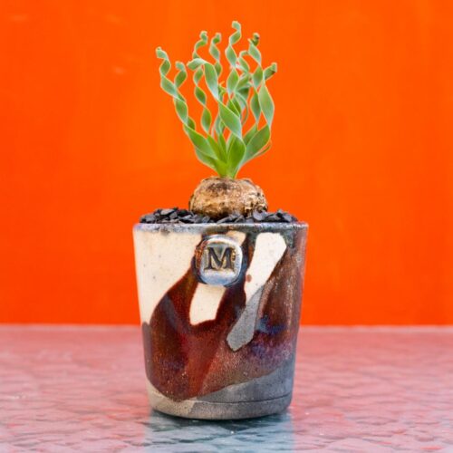 Albuca concordiana