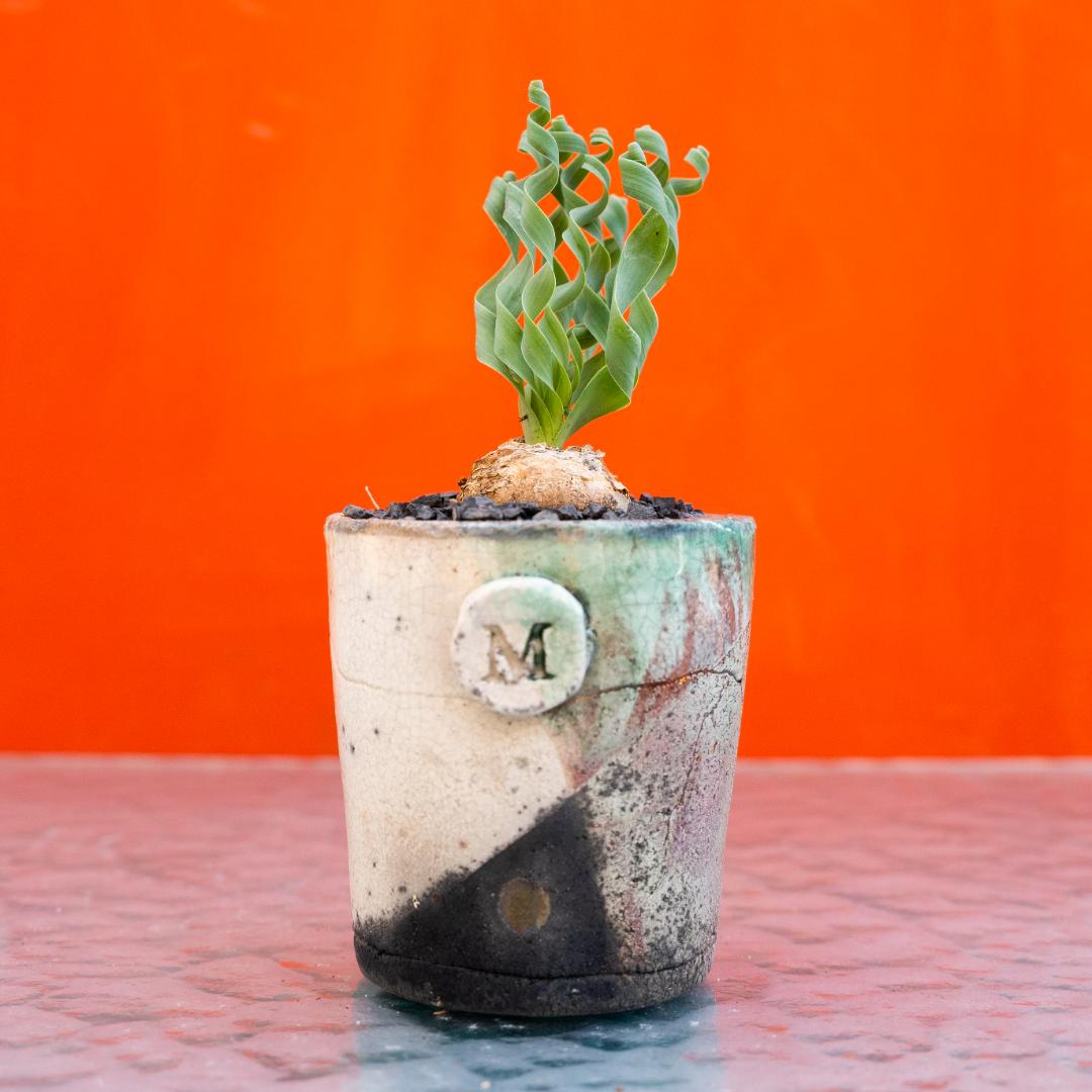 Albuca concordiana
