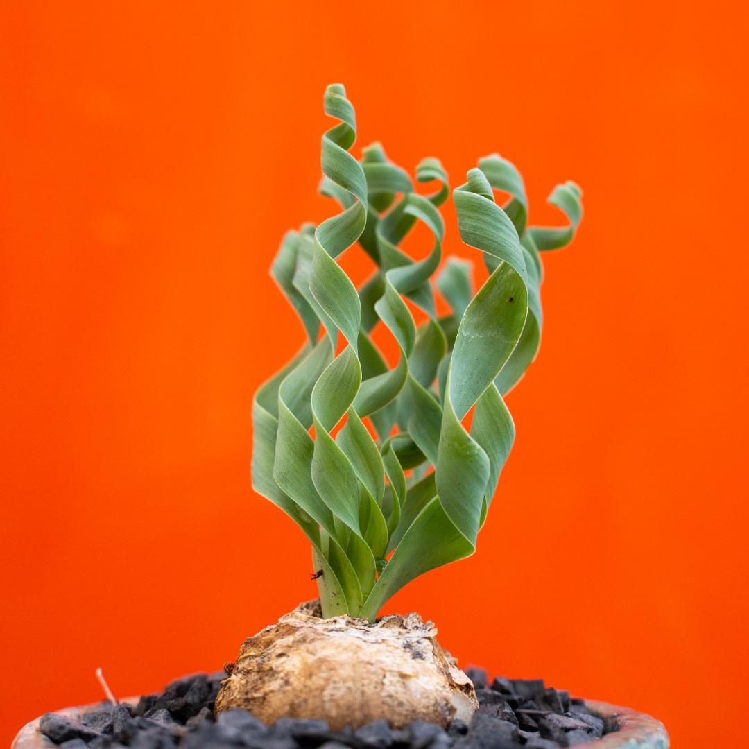 Albuca concordiana