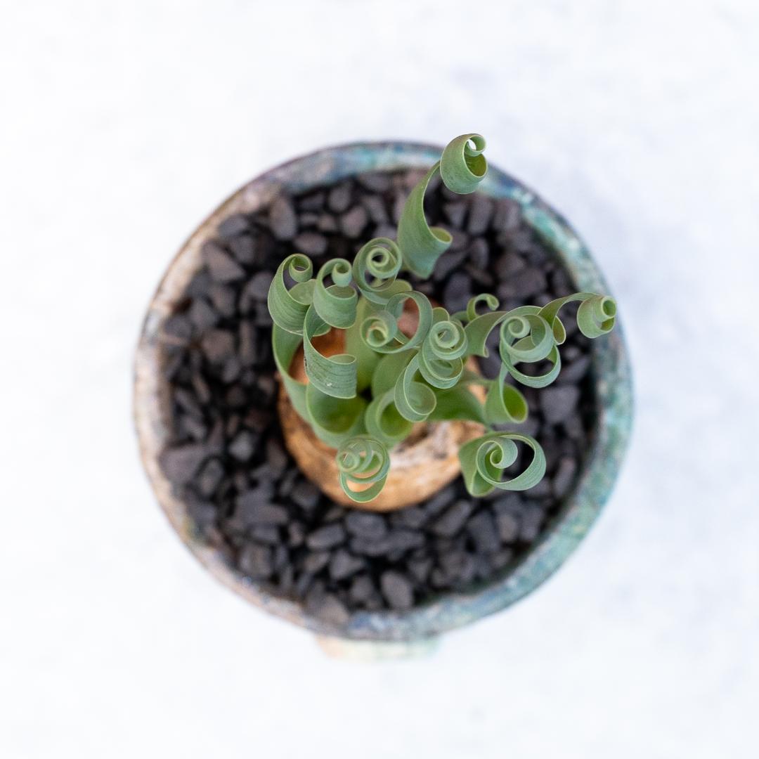 Albuca concordiana