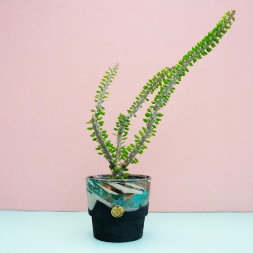Alluaudia procera 326 Raku