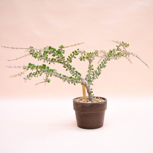 Alluaudia humbertii Ø 12 cm
