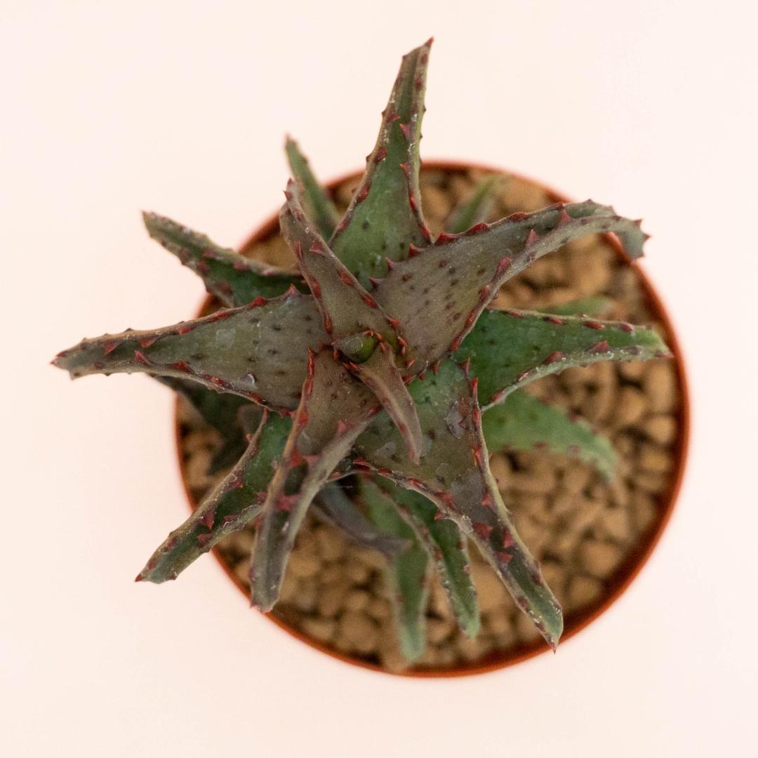 Aloe castilloniae Ø 10,5 cm