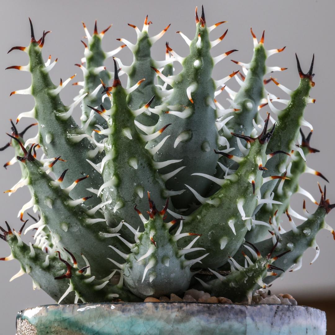 Aloe erinacea