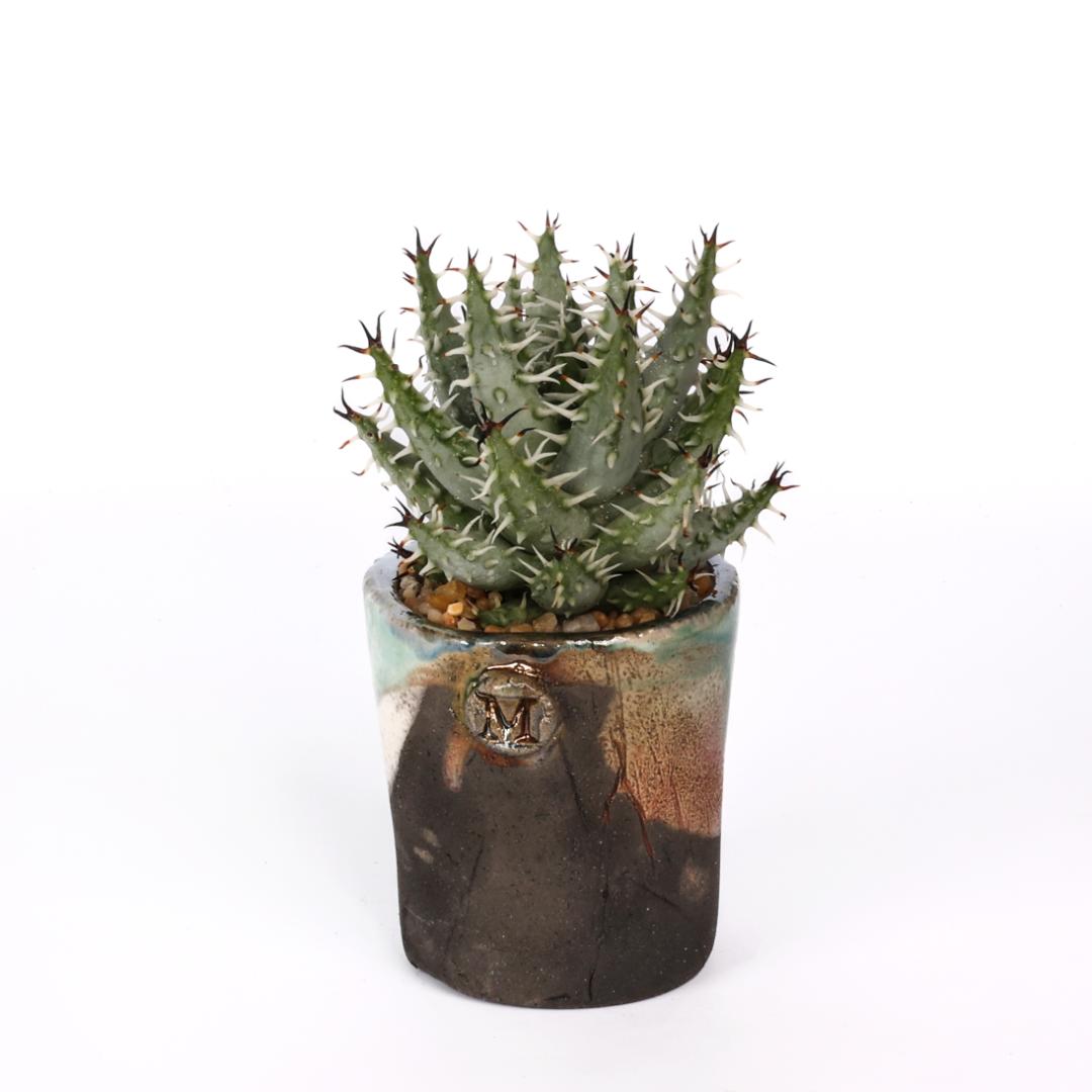 Aloe erinacea