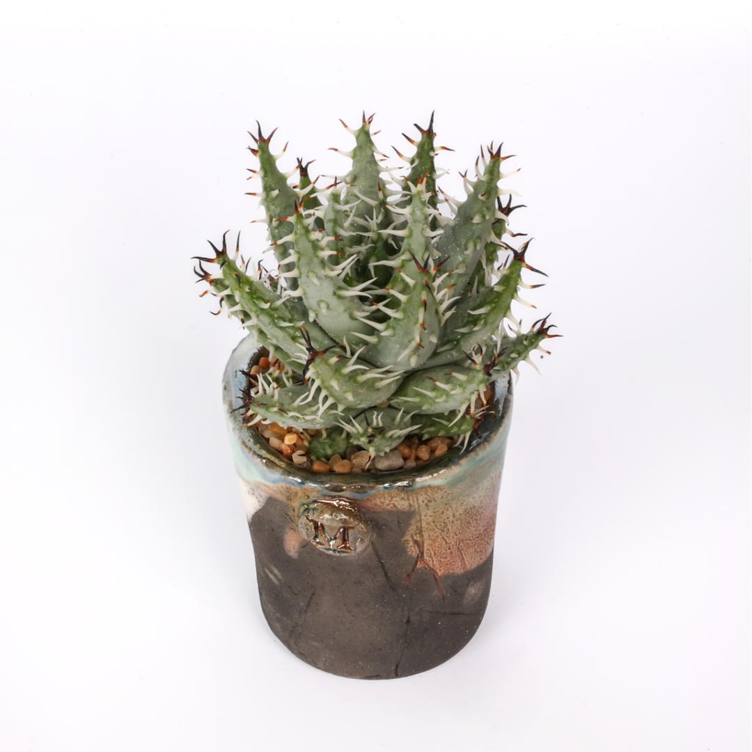 Aloe erinacea