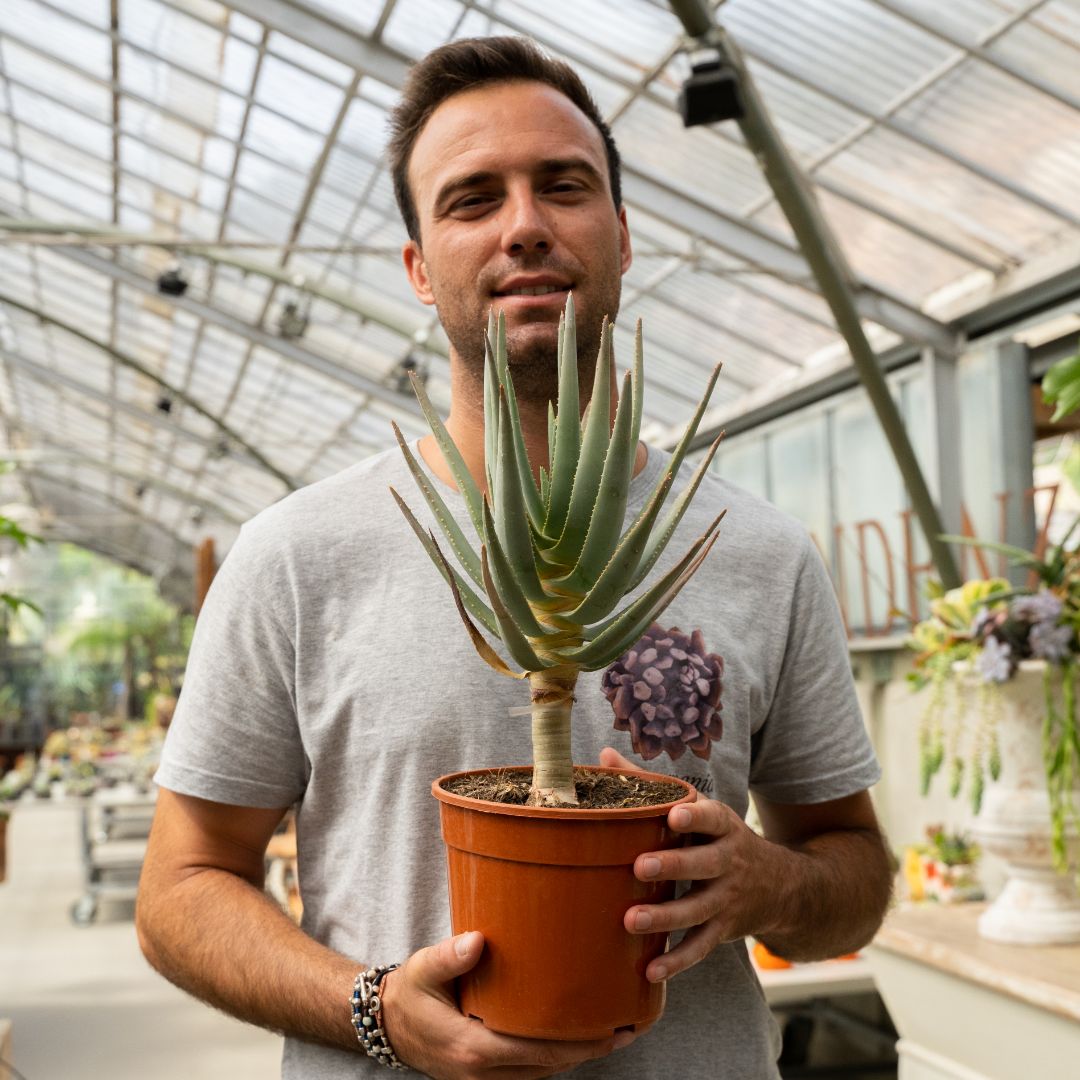 Aloe ramosissima Ø 17 cm 830F