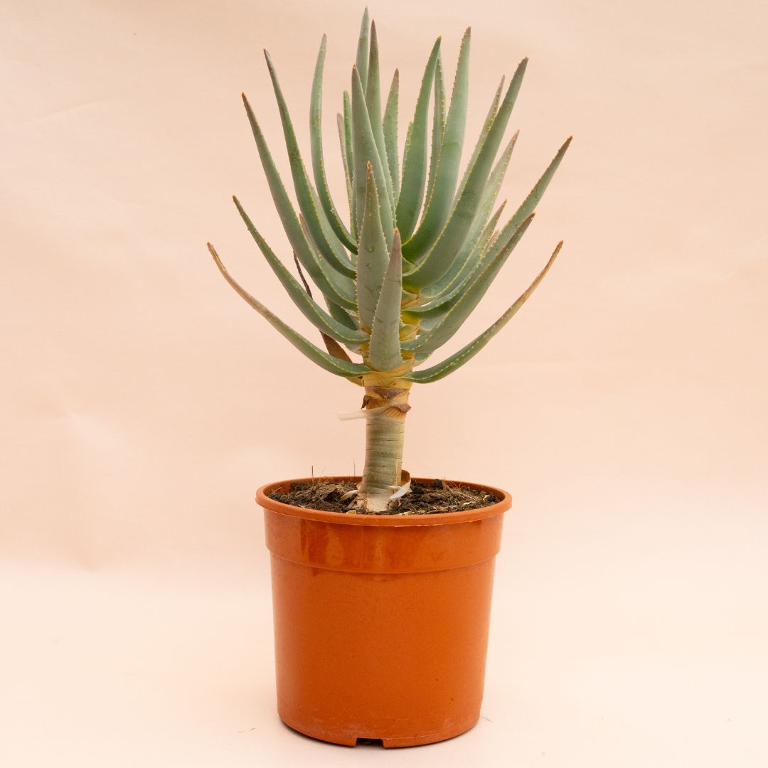 Aloe ramosissima Ø 17 cm 830F