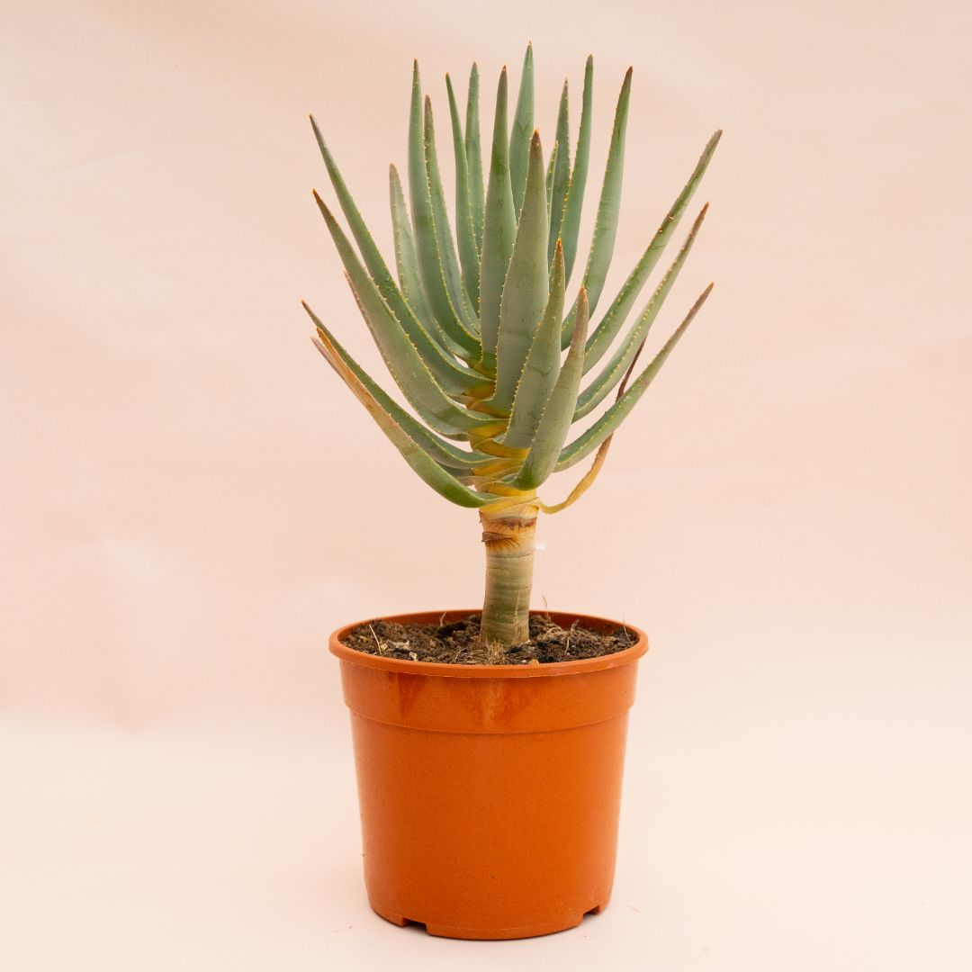 Aloe ramosissima Ø 17 cm 830F