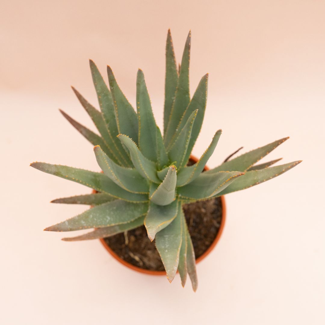 Aloe ramosissima Ø 17 cm 830F