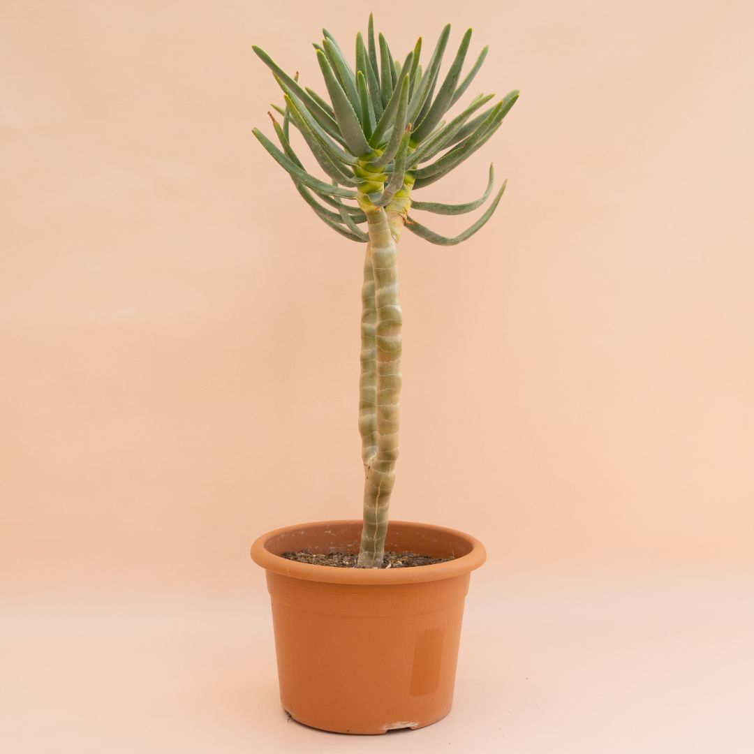 Aloe ramosissima vaso Ø 20 cm