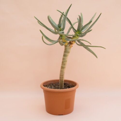 Aloe ramosissima vaso Ø 20 cm
