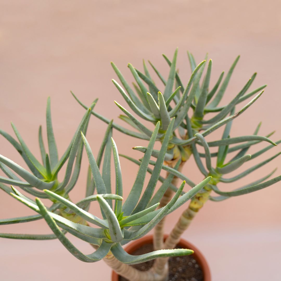 Aloe ramosissima vaso Ø 26 cm