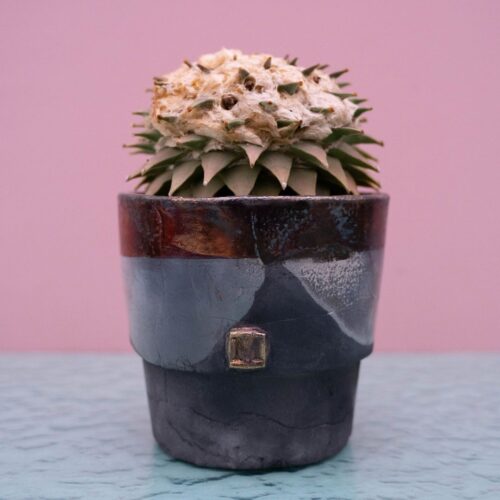 Ariocarpus retusus 235 Raku