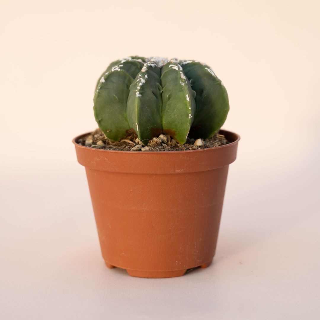 Astrophytum myriostigma haku jo nudum Ø 10,5 - 618F