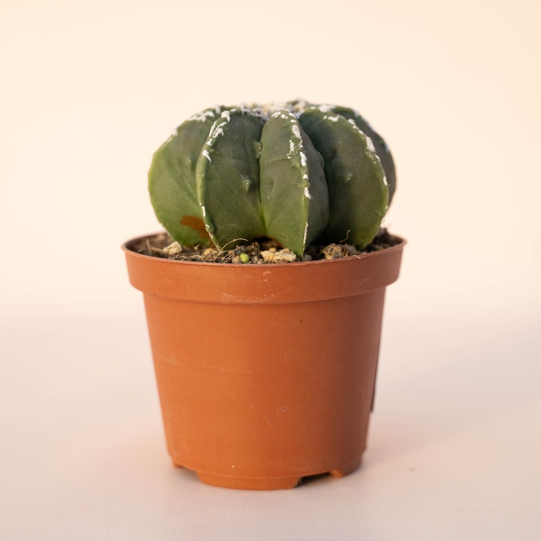 Astrophytum myriostigma haku jo nudum Ø 10,5 - 618F