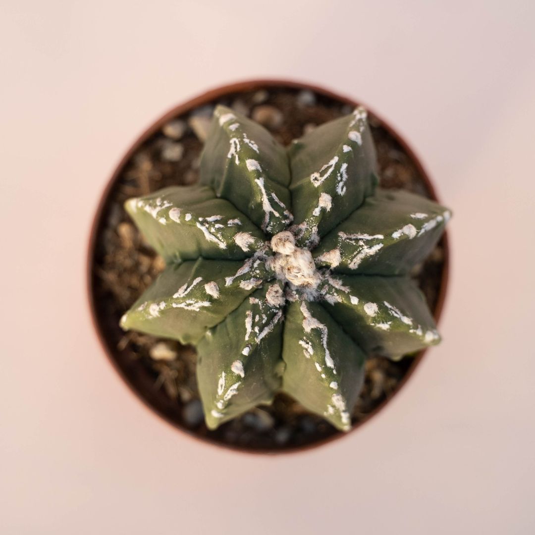 Astrophytum myriostigma haku jo nudum Ø 10,5 - 618F