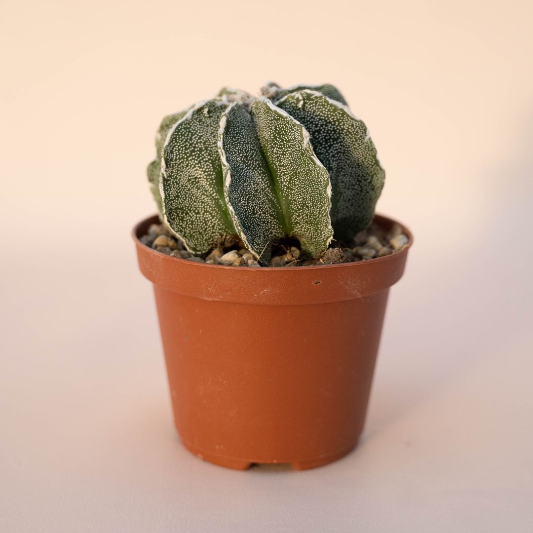 Astrophytum myriostigma haku jo Ø 10,5 - 620F