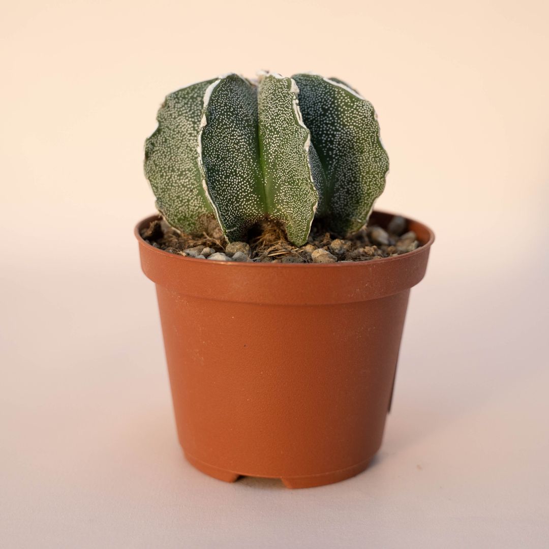 Astrophytum myriostigma haku jo Ø 10,5 - 620F