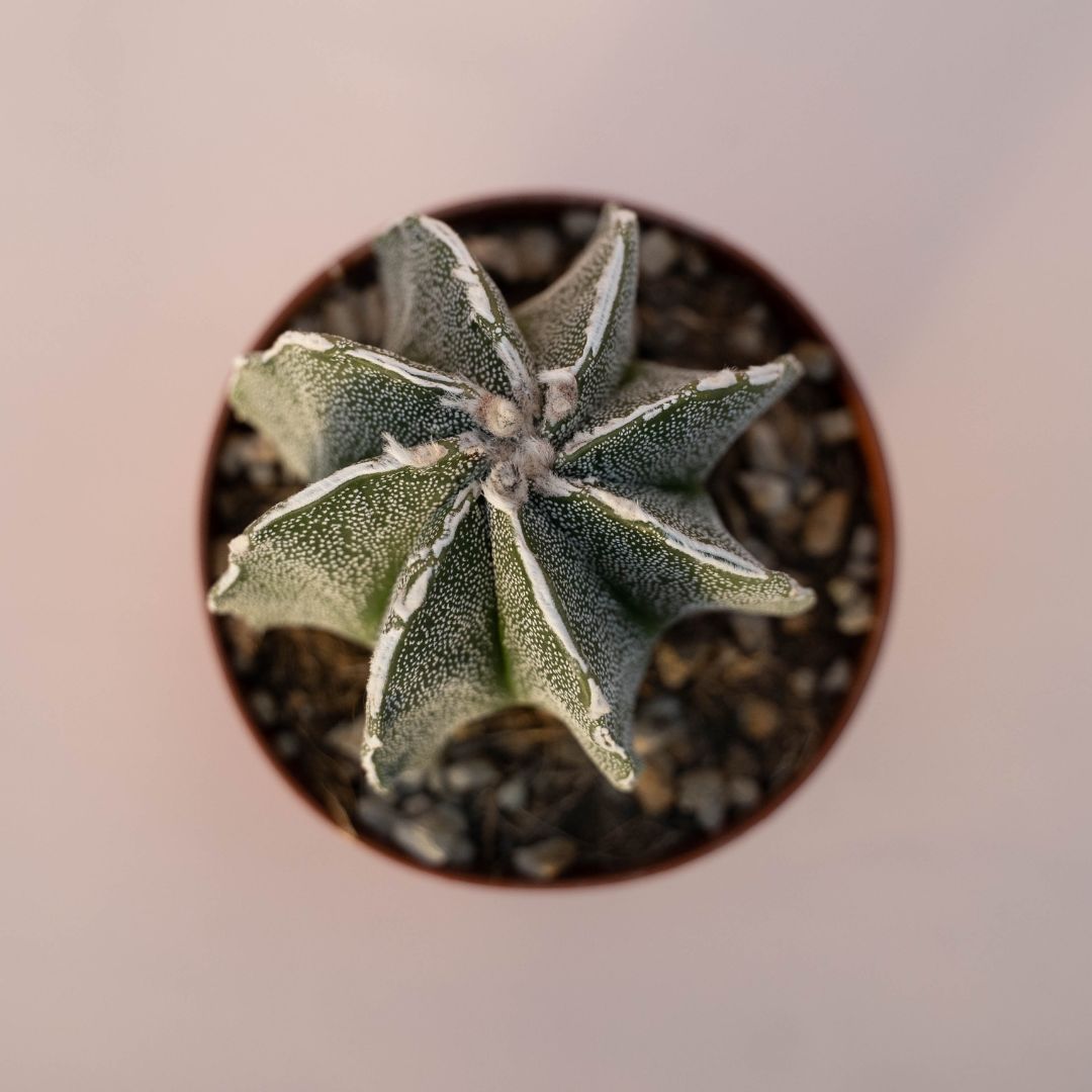 Astrophytum myriostigma haku jo Ø 10,5 - 620F