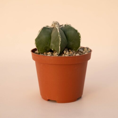 Astrophytum myriostigma haku jo Ø 10,5 - 627F