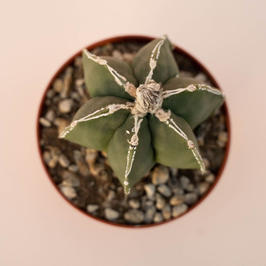 Astrophytum myriostigma haku jo Ø 10,5 - 627F