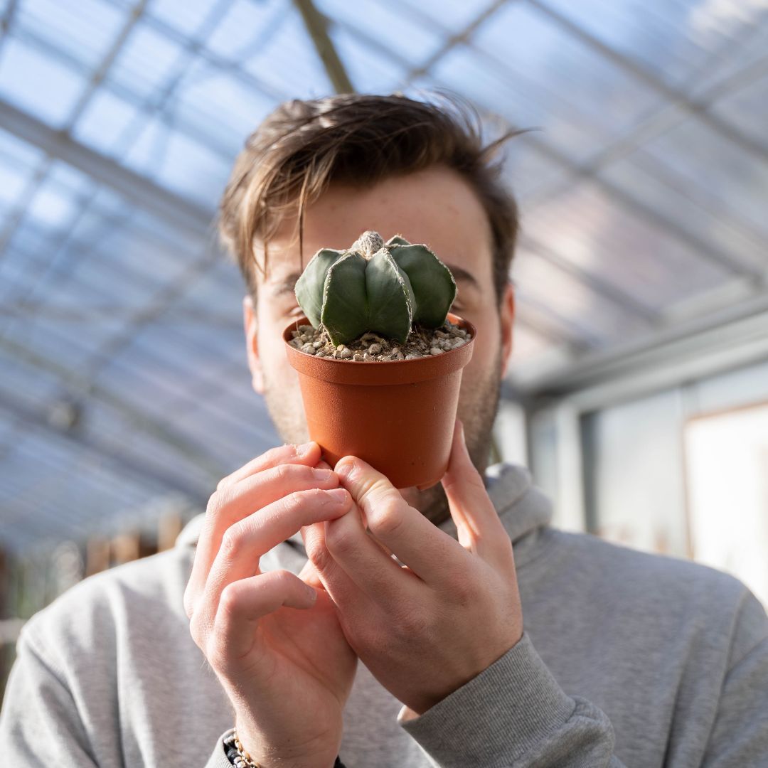 Astrophytum myriostigma haku jo Ø 10,5 - 627F