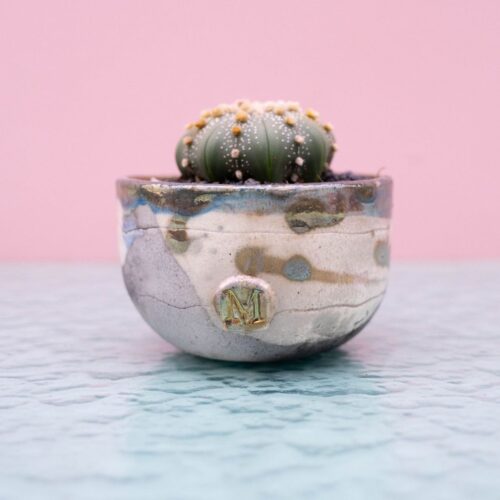 Astrophytum asterias 253 Raku