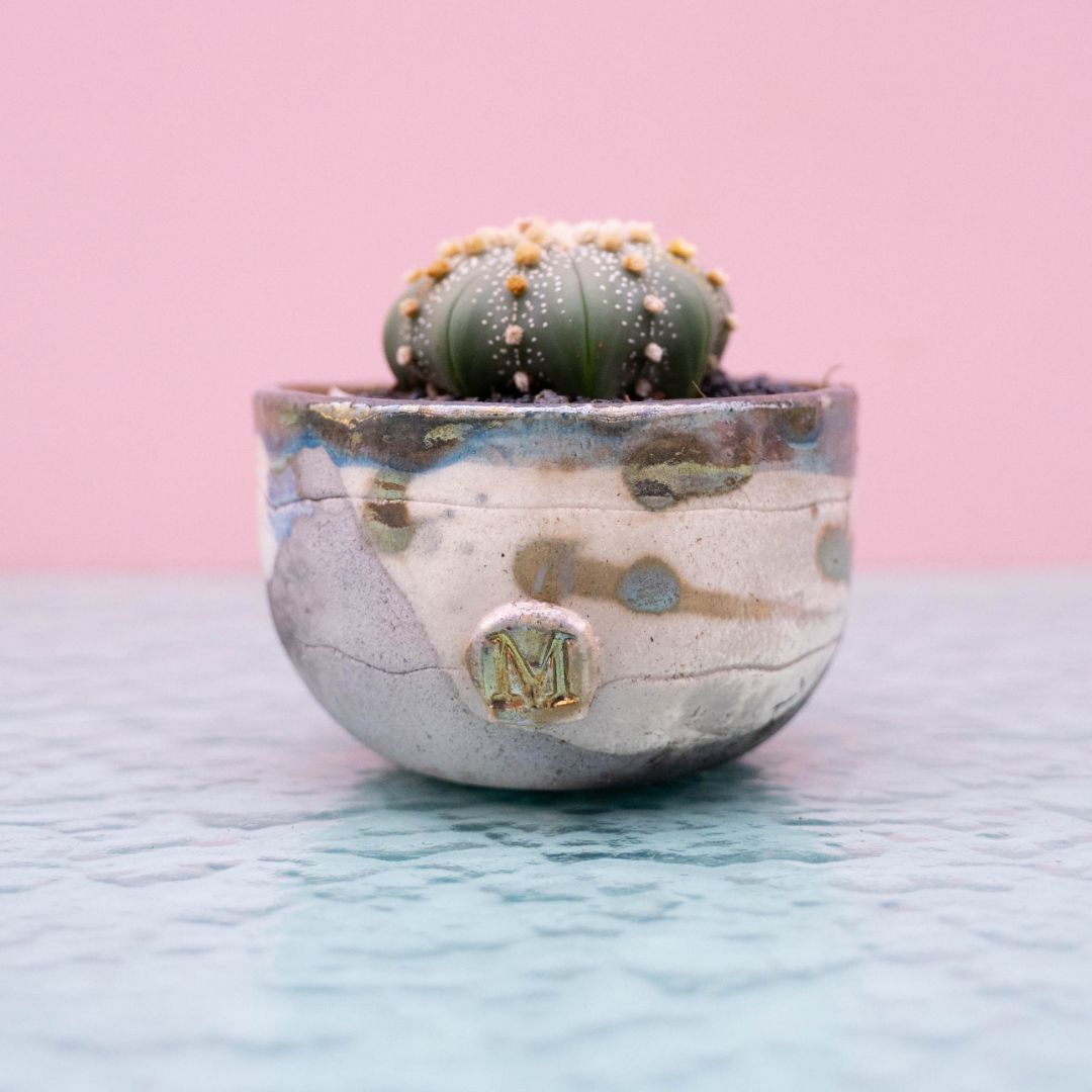 Astrophytum asterias 253 Raku