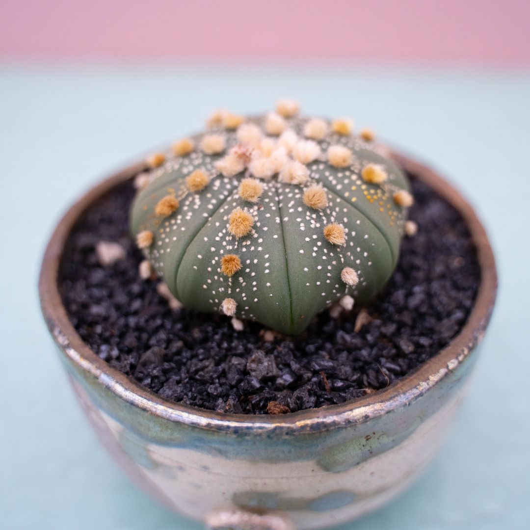 Astrophytum asterias 253 Raku
